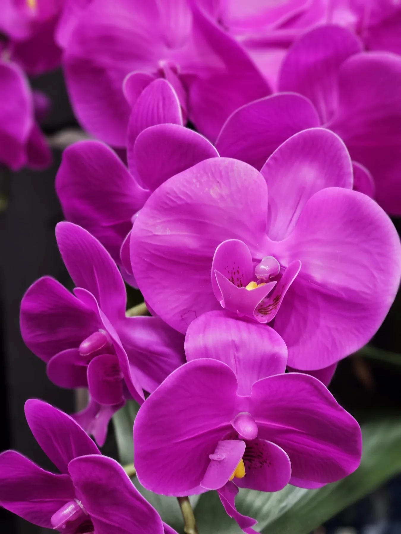 OVAL Orchid purpleБукет розовые орхидеи, 2 спрея по 10 мл