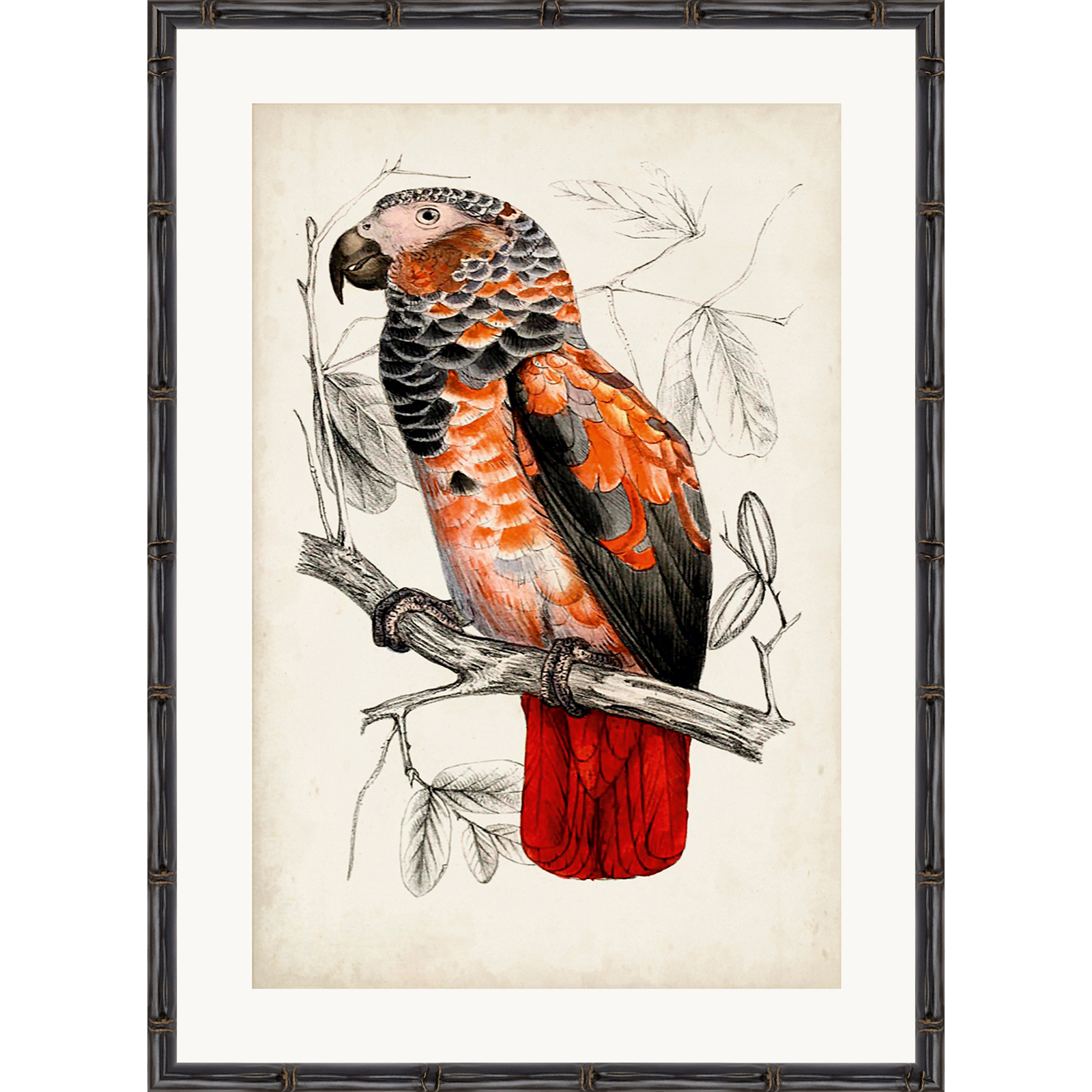 ARCHIVE:ANTIQUE PARROTПостер 50х70 вид 1