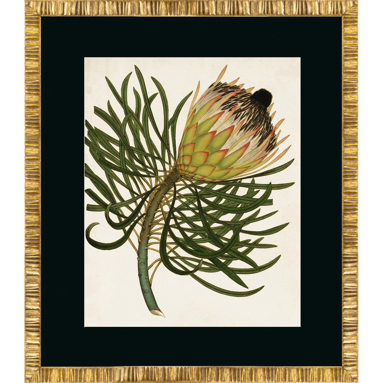 ANTIQUE PROTEAПостер 50х60 - основное изображение